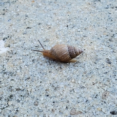 Bulimulus bonariensis
