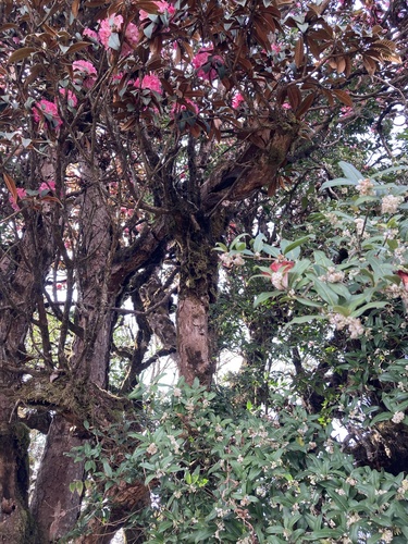Rhododendron arboreum