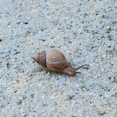 Bulimulus bonariensis