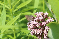 Satyrium liparops