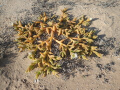 Mesembryanthemum hypertrophicum
