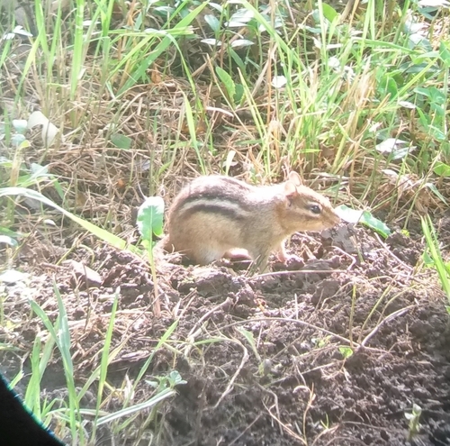 Eastern Chipmunk photographed in West Virginia
