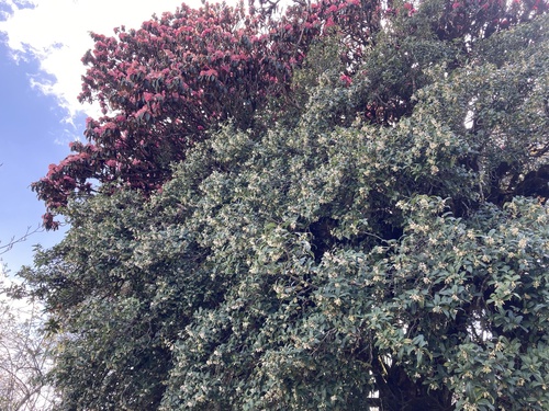 Rhododendron arboreum