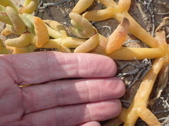Mesembryanthemum hypertrophicum
