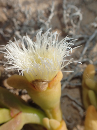 Image of Mesembryanthemum hypertrophicum by no rights reserved