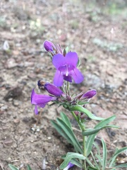 Penstemon eriantherus