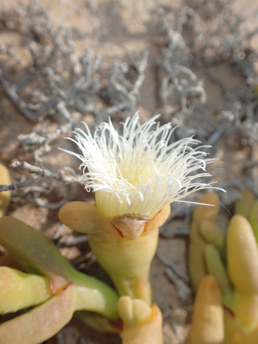 Image of Mesembryanthemum hypertrophicum by no rights reserved