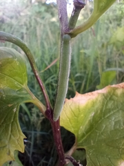 Anthocharis cardamines