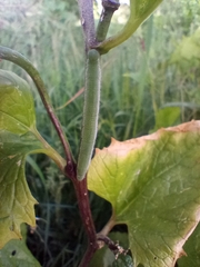 Anthocharis cardamines