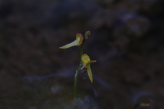 Utricularia chrysantha