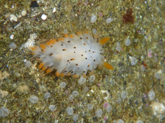 Crimora coneja