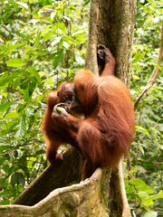 Pongo abelii