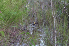 Utricularia chrysantha