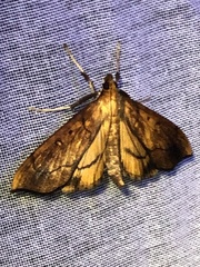 Anarmodia