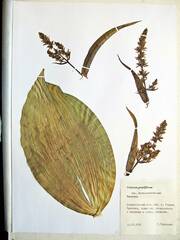 Veratrum grandiflorum