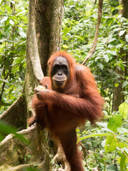 Pongo abelii