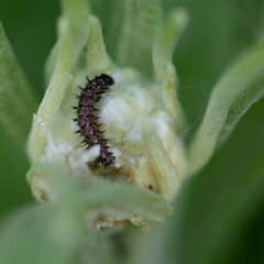 Vanessa virginiensis