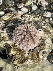 Tripneustes ventricosus