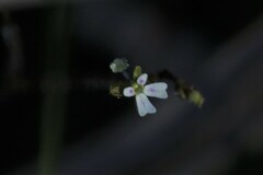 Stylidium tenerum