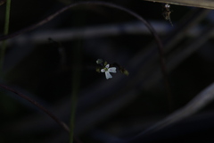 Stylidium tenerum