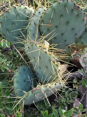 Opuntia chisosensis