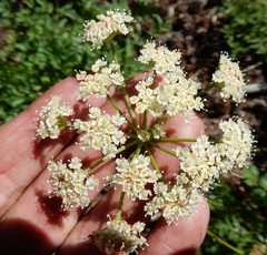 Ligusticum grayi