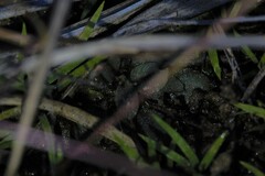 Stylidium tenerum