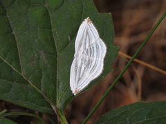 Acropteris iphiata
