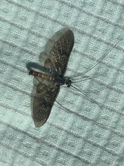 Ephemera vulgata