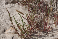 Salicornia