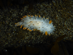 Crimora coneja