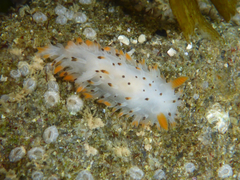 Crimora coneja