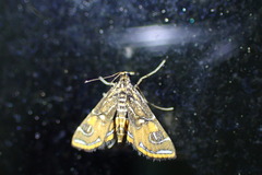 Paracymoriza
