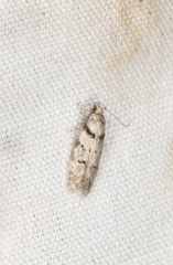 Pseudotelphusa palliderosacella