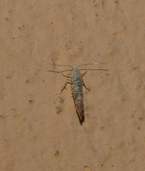 Argyresthia retinella