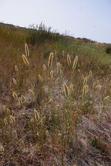 Polypogon maritimus