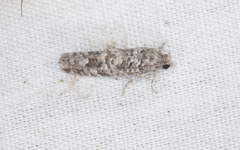 Retinia gemistrigulana