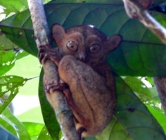 Cephalopachus bancanus borneanus