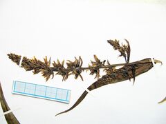 Veratrum grandiflorum