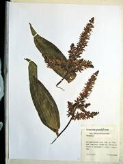 Veratrum grandiflorum