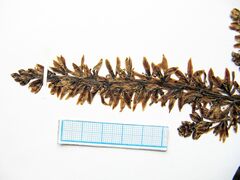 Veratrum grandiflorum