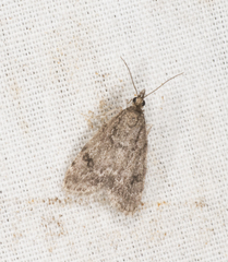 Scoparia penumbralis