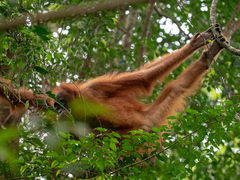 Pongo abelii