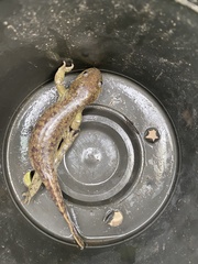 Ambystoma granulosum