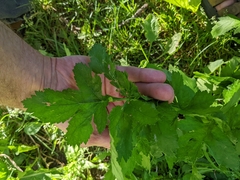 Tordylieae