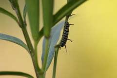 Danaus gilippus gilippus