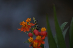 Danaus gilippus gilippus