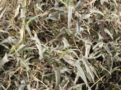 Persicaria stelligera