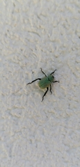 Hoplia parvula