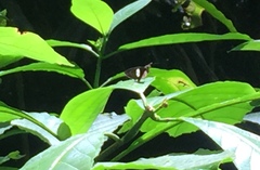 Notocrypta paralysos varians